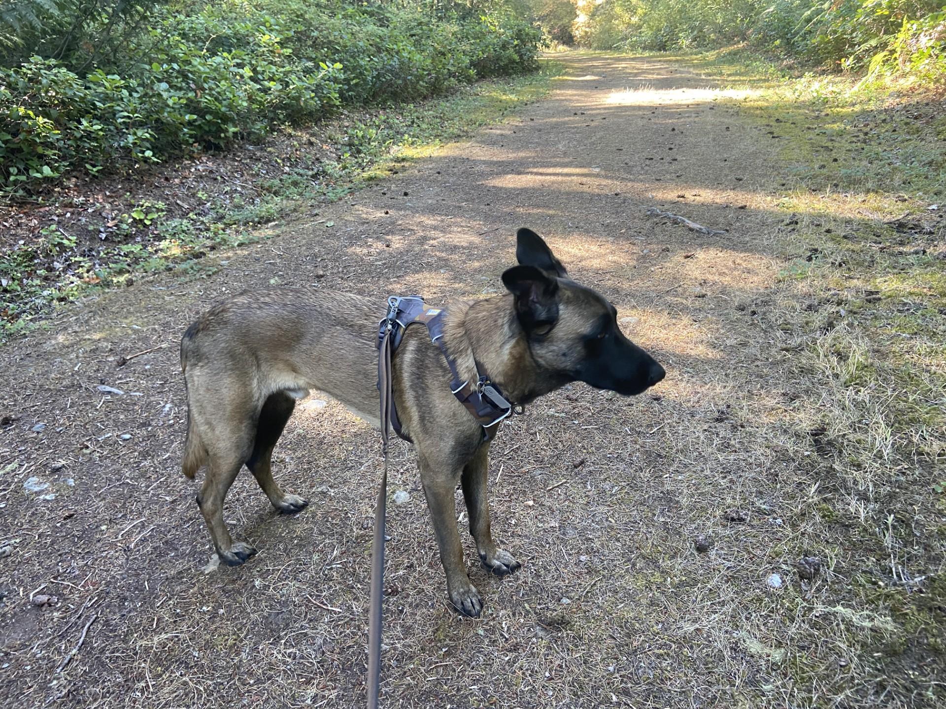 Enlarge Bodhi (Courtesy Post), a Adoptable Belgian Shepherd / Malinois in Friday Harbor, WA image 3/6
