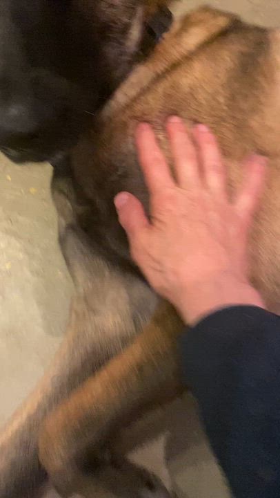 Enlarge Bodhi (Courtesy Post), a Adoptable Belgian Shepherd / Malinois in Friday Harbor, WA video 4/6