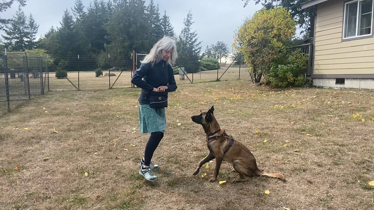 Enlarge Bodhi (Courtesy Post), a Adoptable Belgian Shepherd / Malinois in Friday Harbor, WA video 2/6