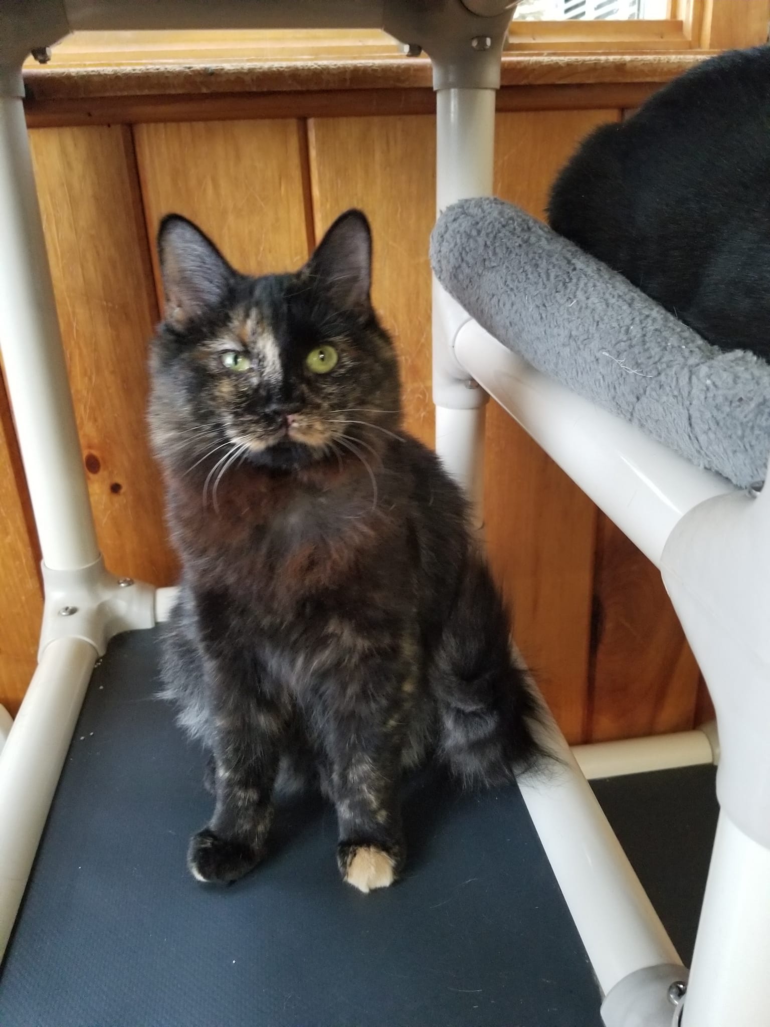 Enlarge Miss Park & MJ, a Adoptable mixed breed in Montour Falls, NY image 3/6