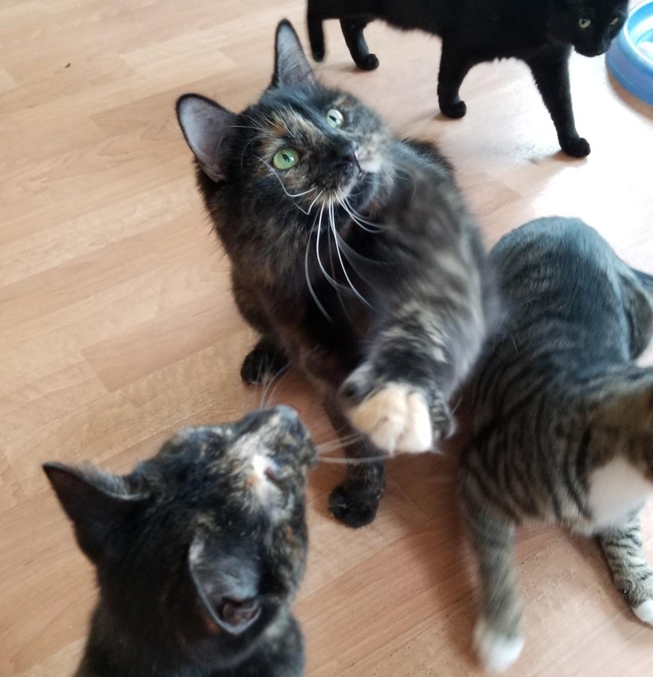 Enlarge Miss Park & MJ, a Adoptable mixed breed in Montour Falls, NY image 2/6