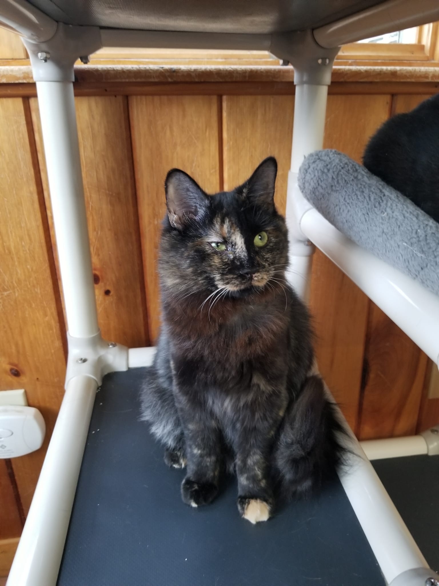 Enlarge Miss Park & MJ, a Adoptable mixed breed in Montour Falls, NY image 6/6