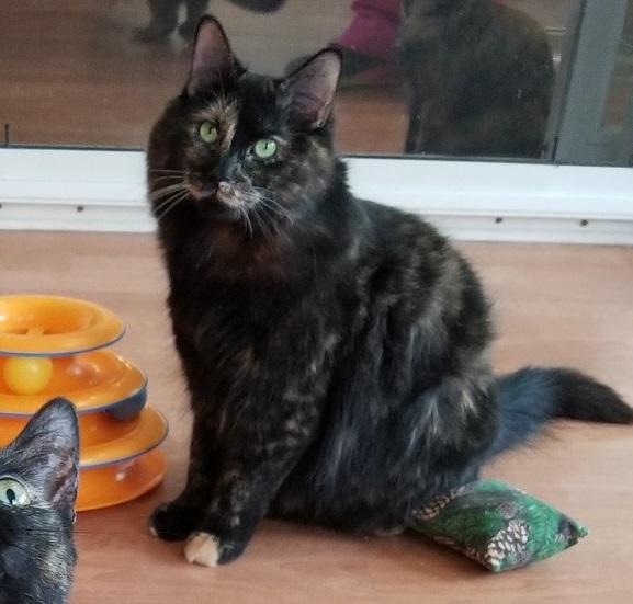Miss Park & MJ, Adoptable, Young Female Tortoiseshell & Domestic Short Hair.