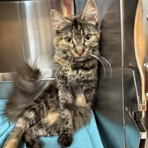 Jayden, Adoptable, Young Female Domestic Short Hair.