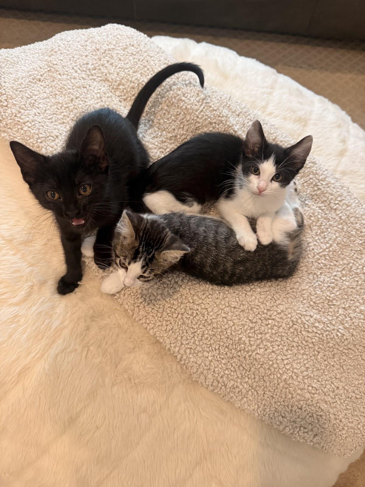 Enlarge Tim, a Adoptable Domestic Short Hair in Houston, TX image 2/3