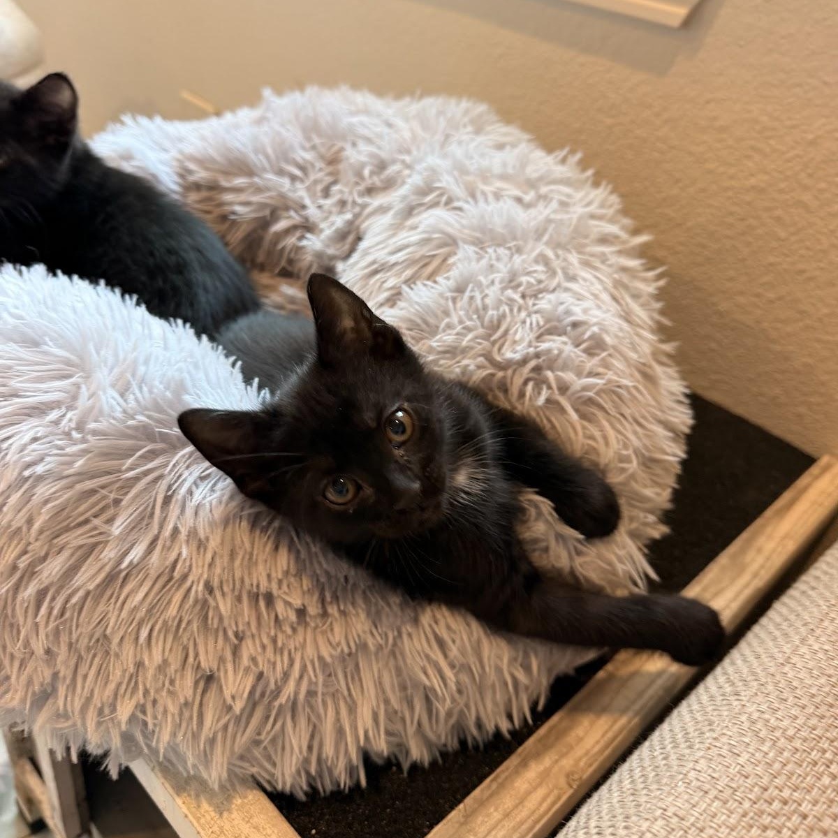 Enlarge Tim, a Adoptable Domestic Short Hair in Houston, TX image 1/3