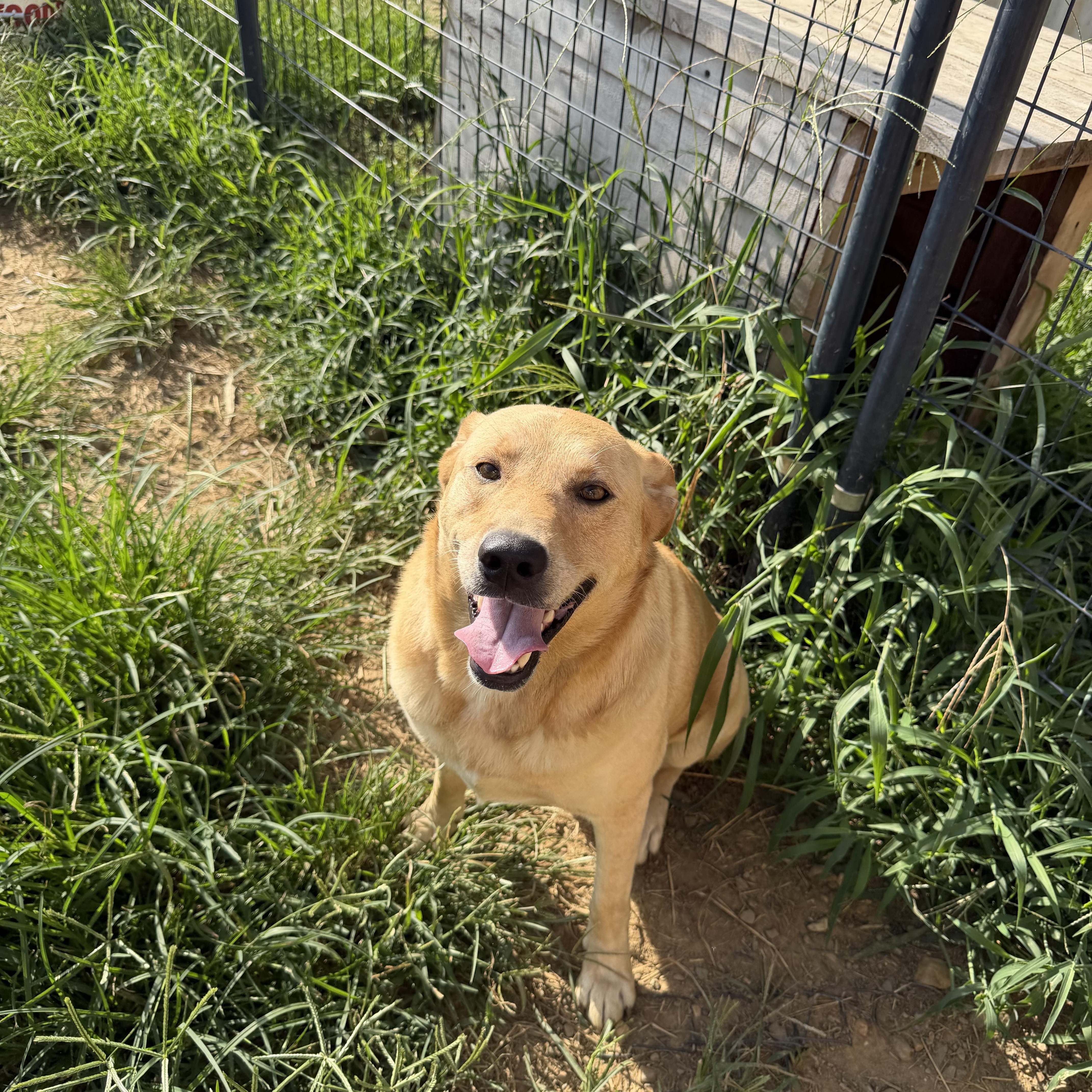 Adam, a ADOPTABLE Yellow Labrador Retriever in Muldrow, OK image 2/4