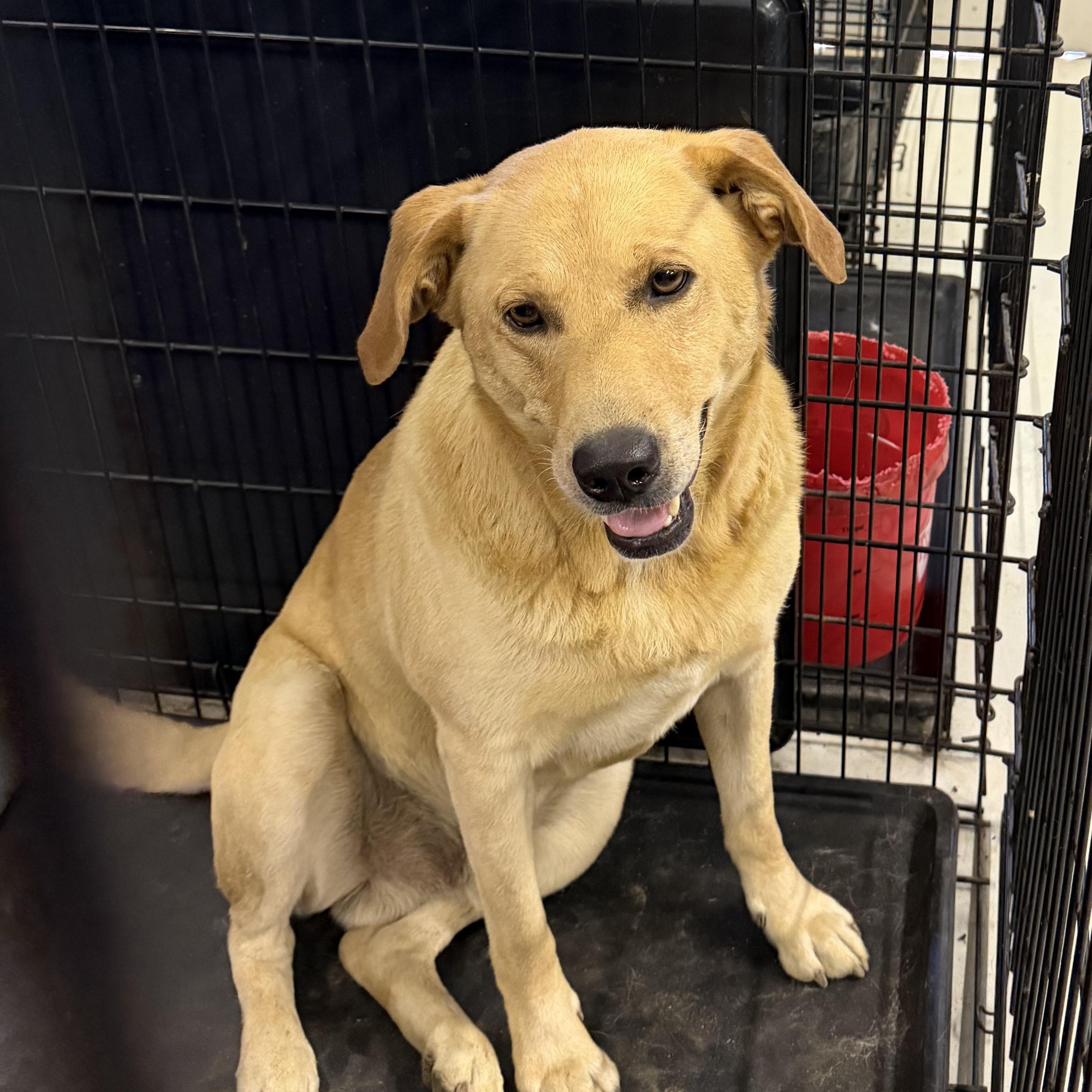 Adam, ADOPTABLE, Adult Male Yellow Labrador Retriever.