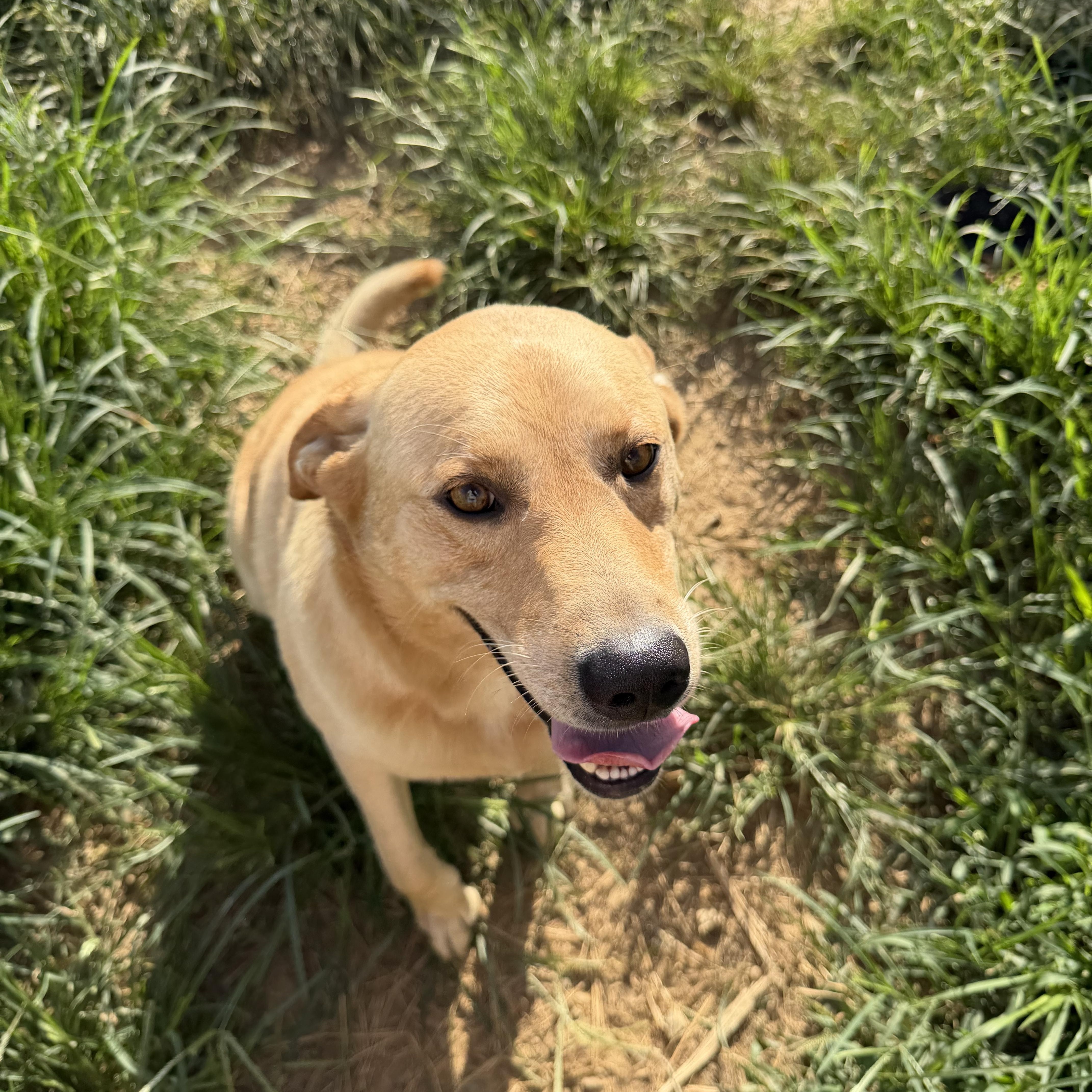 Adam, a ADOPTABLE Yellow Labrador Retriever in Muldrow, OK image 4/4