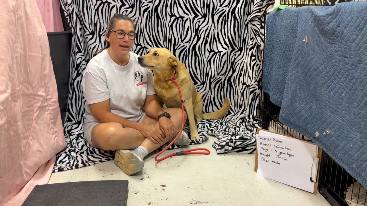 Enlarge Adam, a ADOPTABLE Yellow Labrador Retriever in Muldrow, OK video 3/4