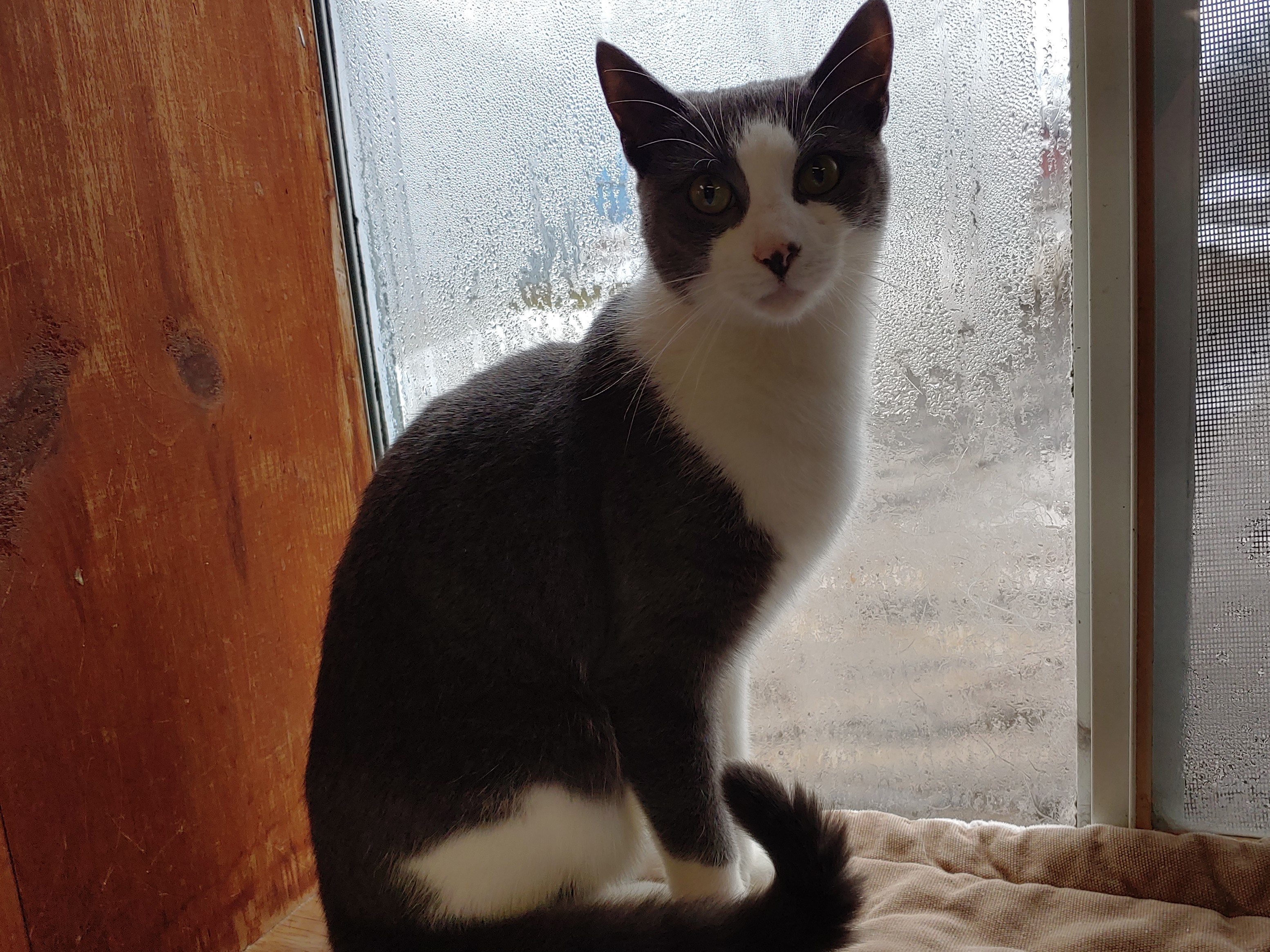 Enlarge Snap Barn Cats , a Adoptable mixed breed in Cortland, NY image 1/6