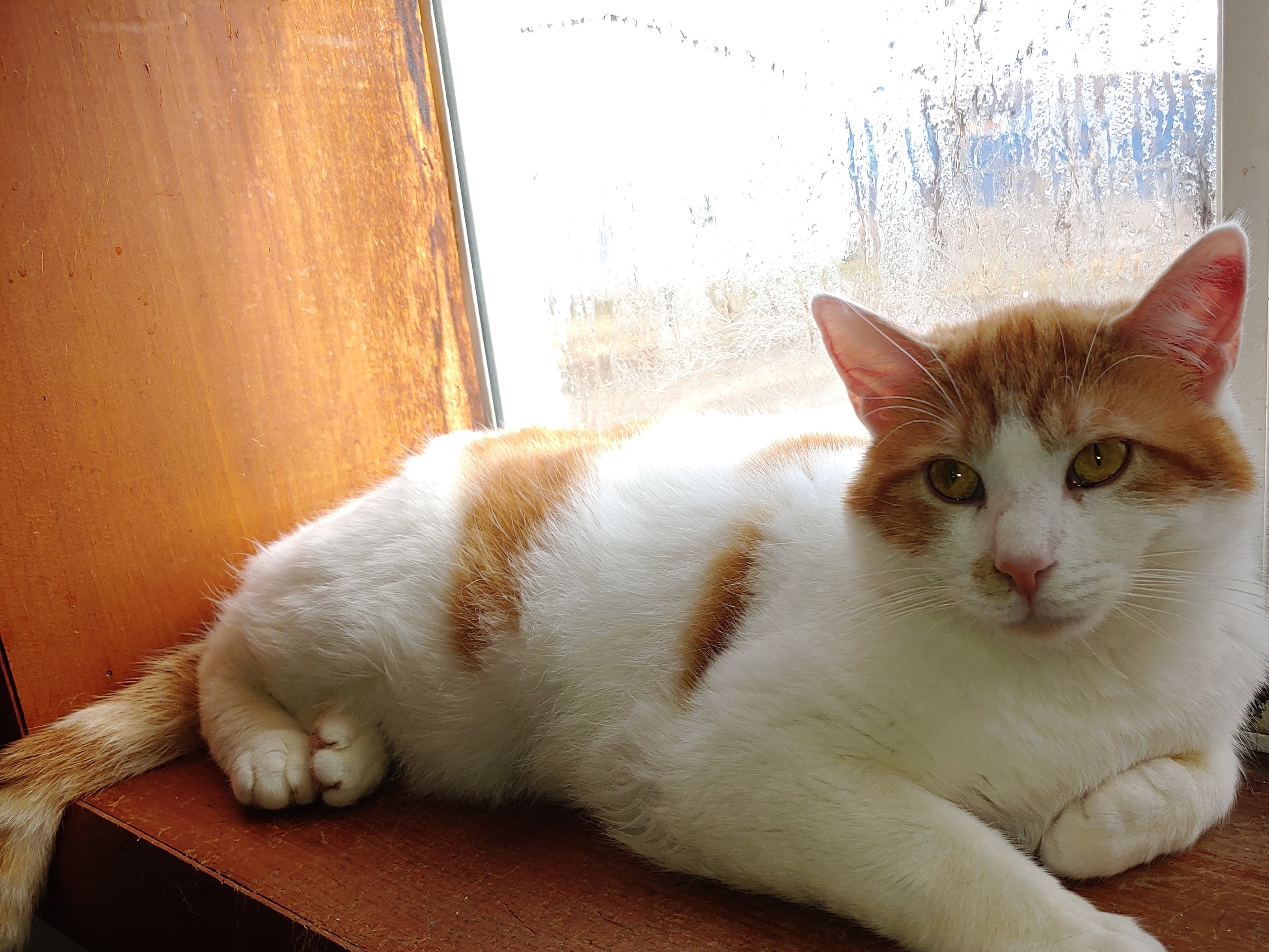 Enlarge Snap Barn Cats , a Adoptable mixed breed in Cortland, NY image 2/6