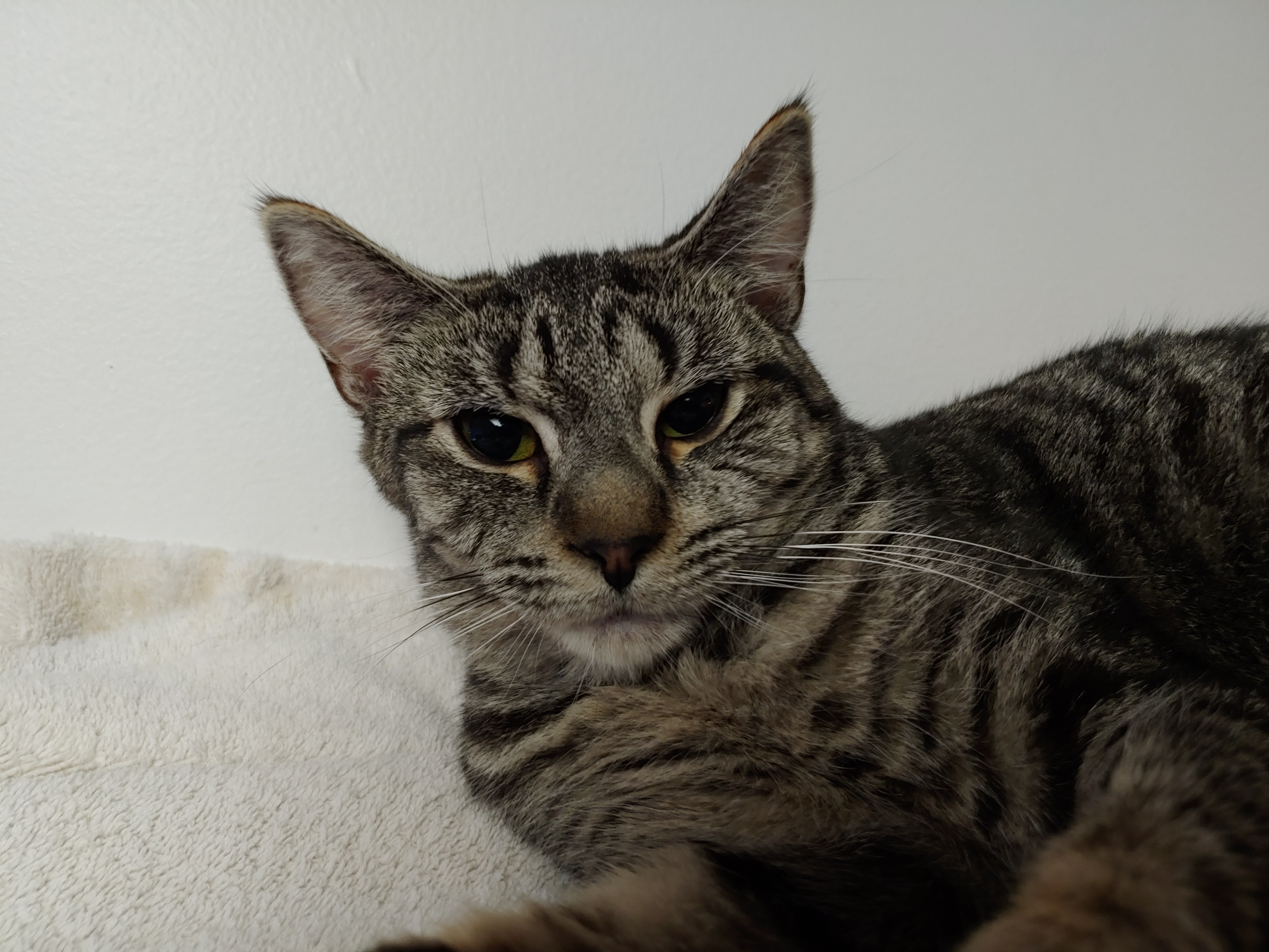 Enlarge Snap Barn Cats , a Adoptable mixed breed in Cortland, NY image 5/6