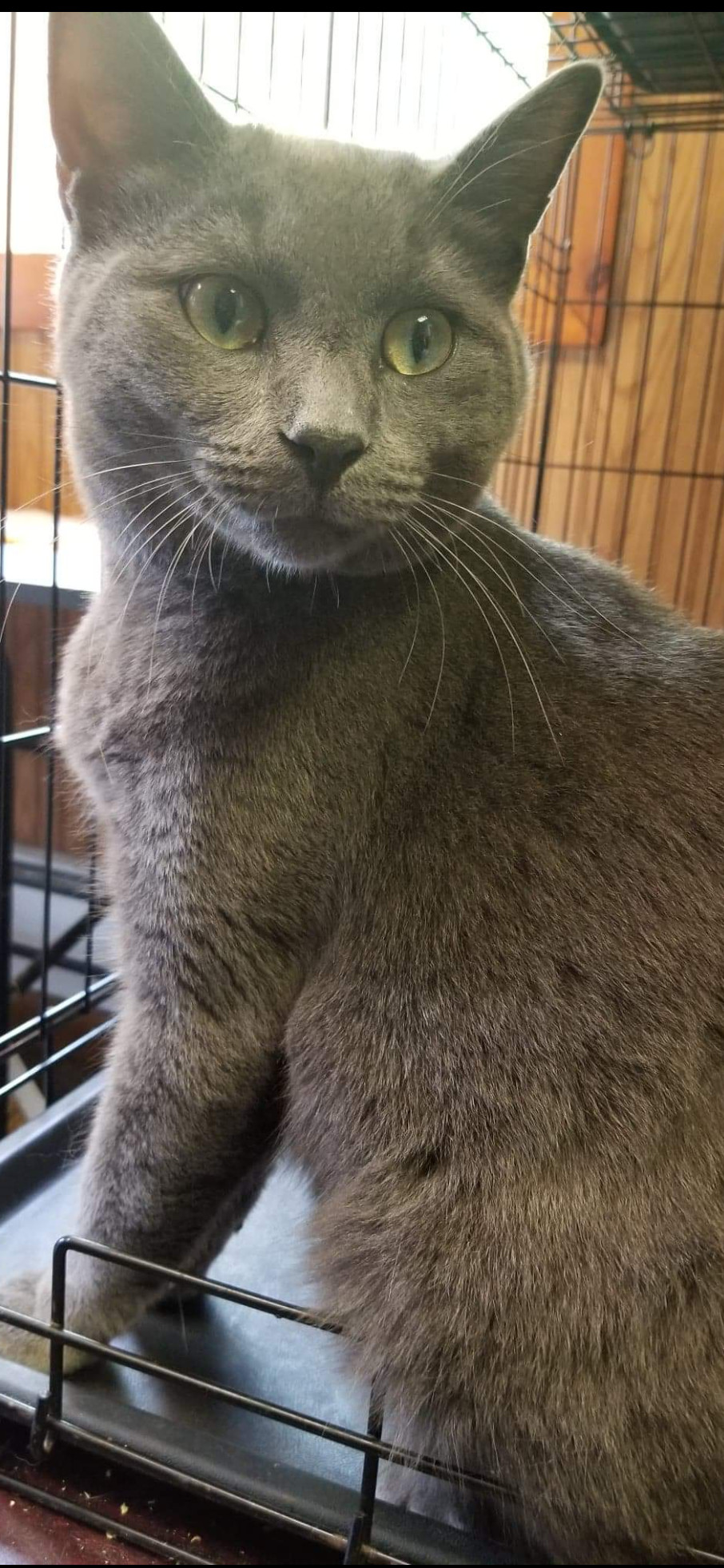 Enlarge Snap Barn Cats , a Adoptable mixed breed in Cortland, NY image 6/6