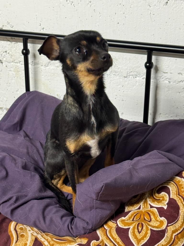 Enlarge Precious, a ADOPTABLE mixed breed in Hazelwood, MO image 4/4