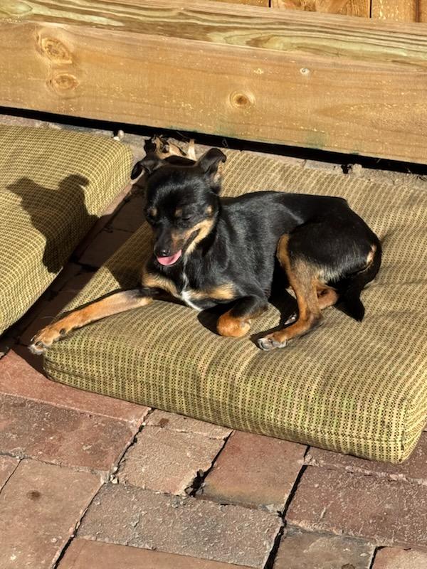 Enlarge Precious, a ADOPTABLE mixed breed in Hazelwood, MO image 3/4