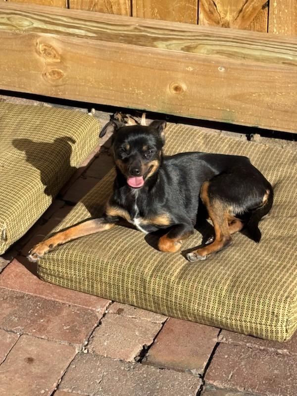 Enlarge Precious, a ADOPTABLE mixed breed in Hazelwood, MO image 1/4