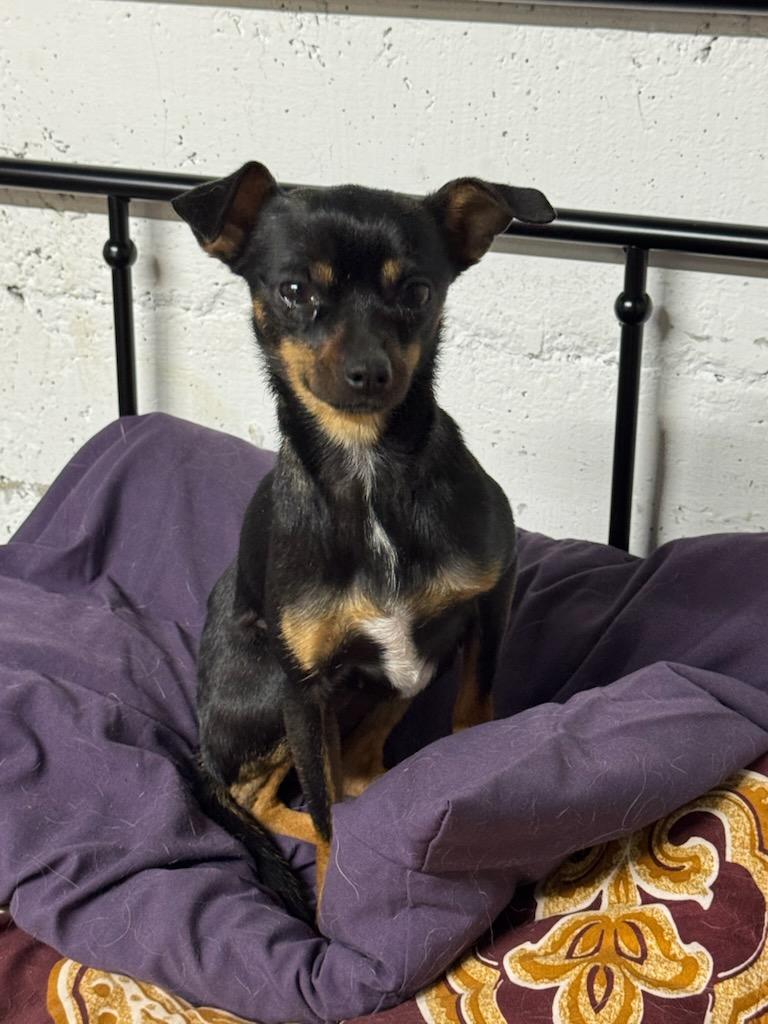 Enlarge Precious, a ADOPTABLE mixed breed in Hazelwood, MO image 2/4