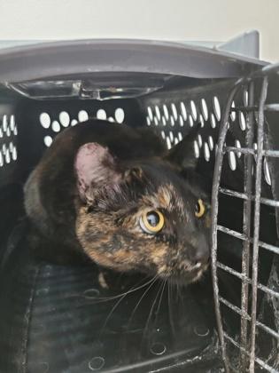 Tuna, Adoptable, Young Female Domestic Short Hair.