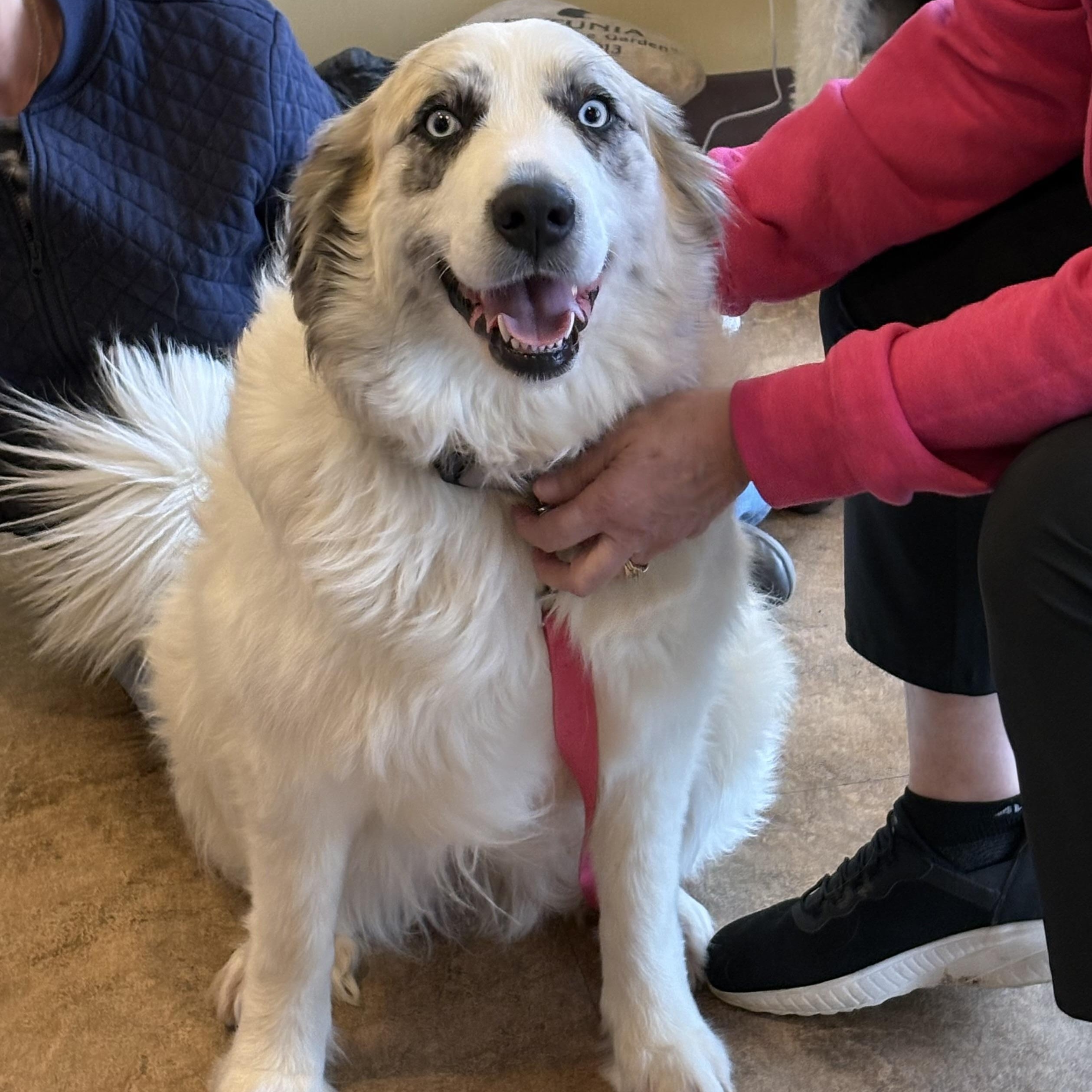 Bella - Blue Eyed Great Pyrenees Mix - Foster Needed, a Adoptable mixed breed in Indianapolis, IN image 1/5