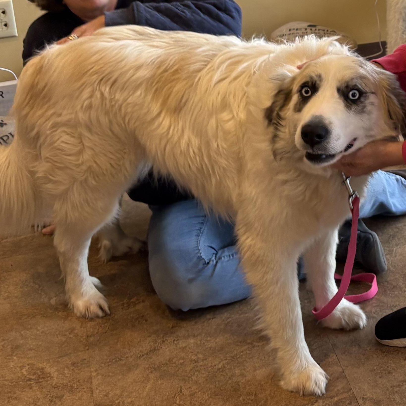 Bella - Blue Eyed Great Pyrenees Mix - Foster Needed, a Adoptable mixed breed in Indianapolis, IN image 2/5