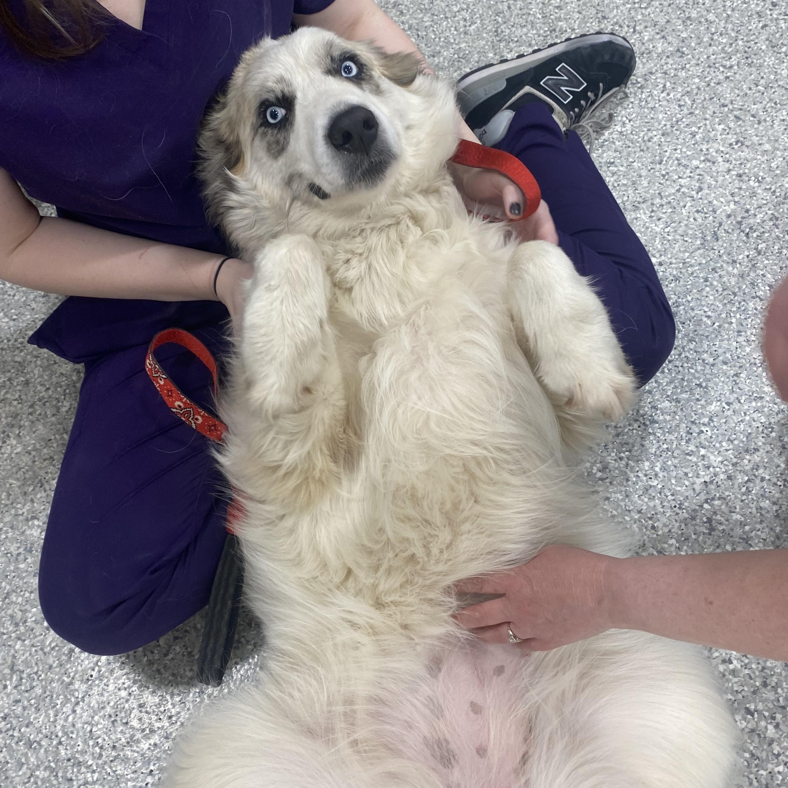 Bella - Blue Eyed Great Pyrenees Mix - Foster Needed, a Adoptable mixed breed in Indianapolis, IN image 3/5