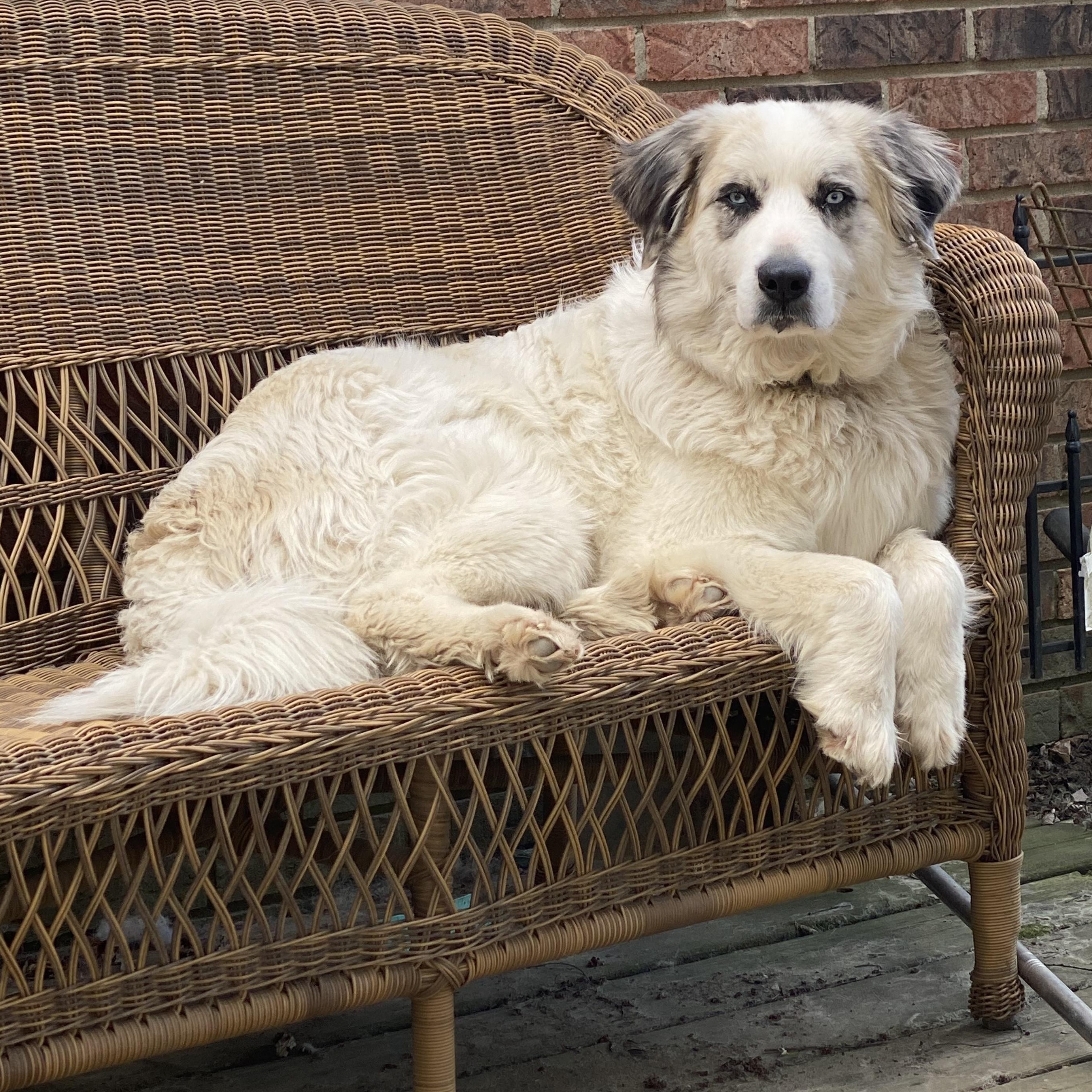 Bella - Blue Eyed Great Pyrenees Mix - Foster Needed, a Adoptable mixed breed in Indianapolis, IN image 4/5