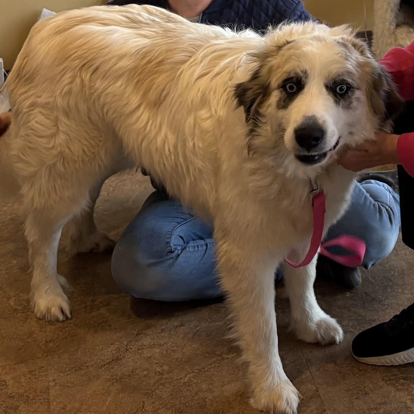 Bella - Blue Eyed Great Pyrenees Mix - Foster Needed, a Adoptable mixed breed in Indianapolis, IN image 5/5