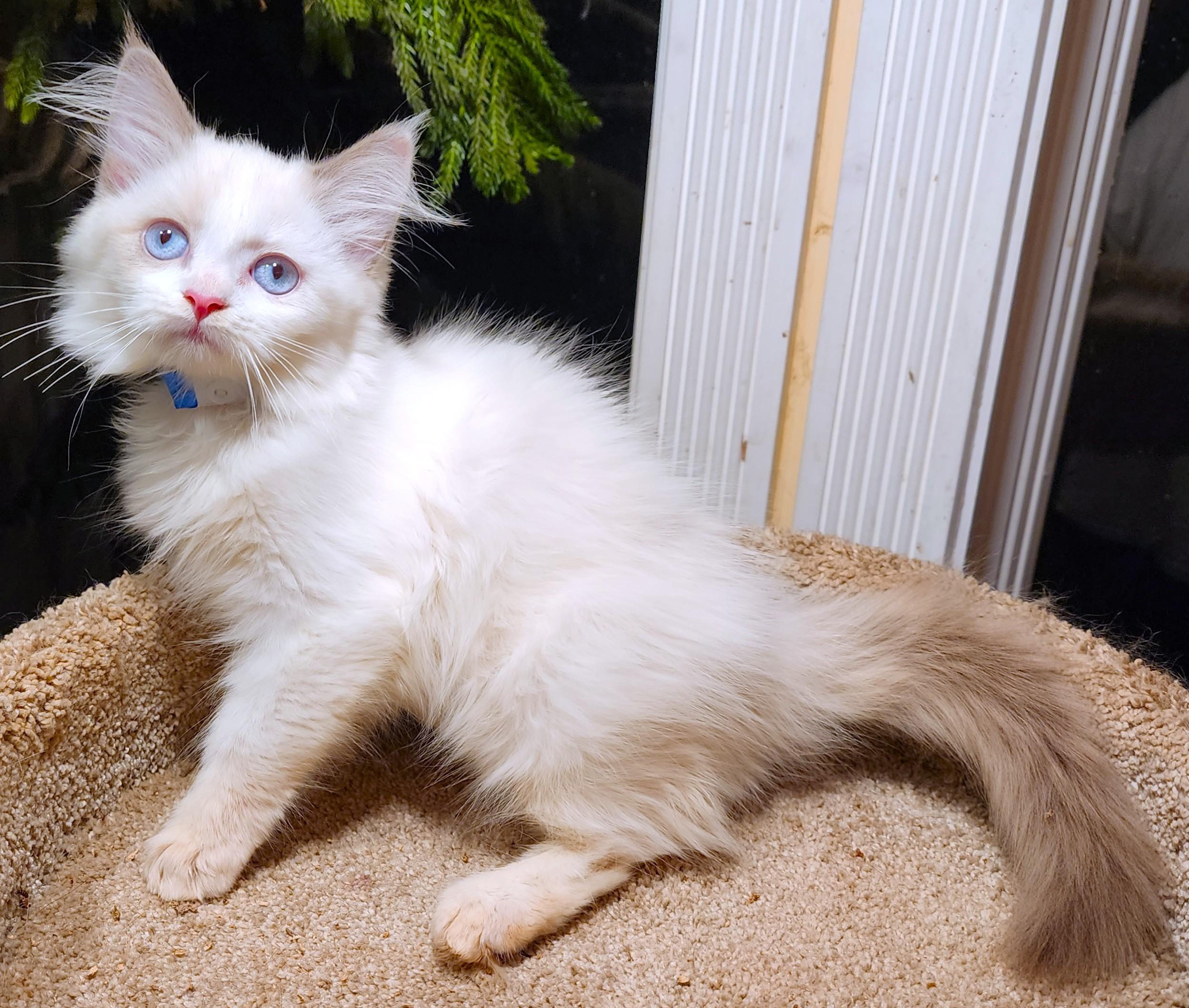 Enlarge FANTASTIC FETTUCCINE - GORGEOUS RAGDOLL GIRL, a Adopted Ragdoll in Danbury, CT image 3/6