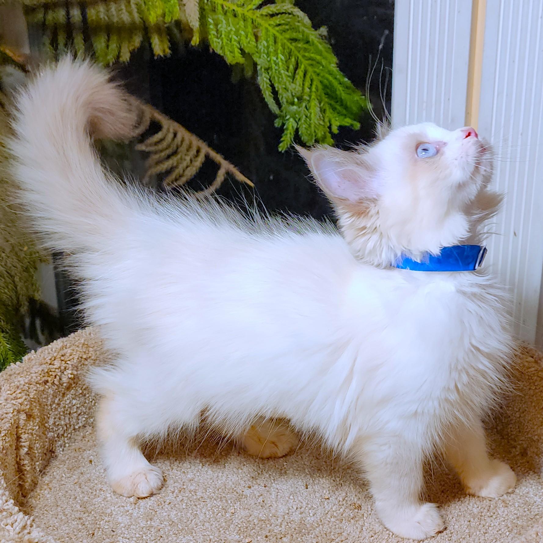 Enlarge FANTASTIC FETTUCCINE - GORGEOUS RAGDOLL GIRL, a Adopted Ragdoll in Danbury, CT image 6/6