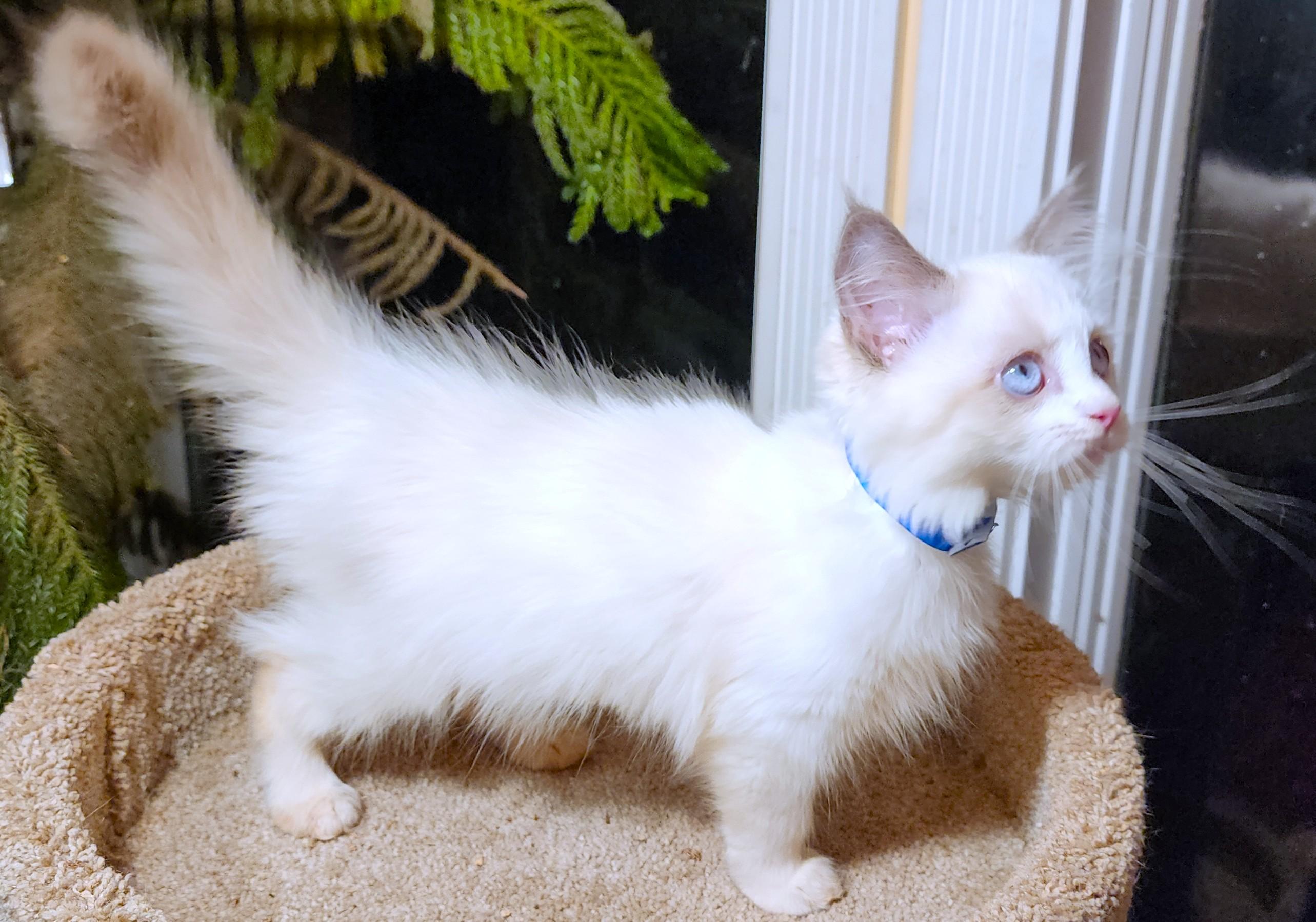 Enlarge FANTASTIC FETTUCCINE - GORGEOUS RAGDOLL GIRL, a Adopted Ragdoll in Danbury, CT image 4/6