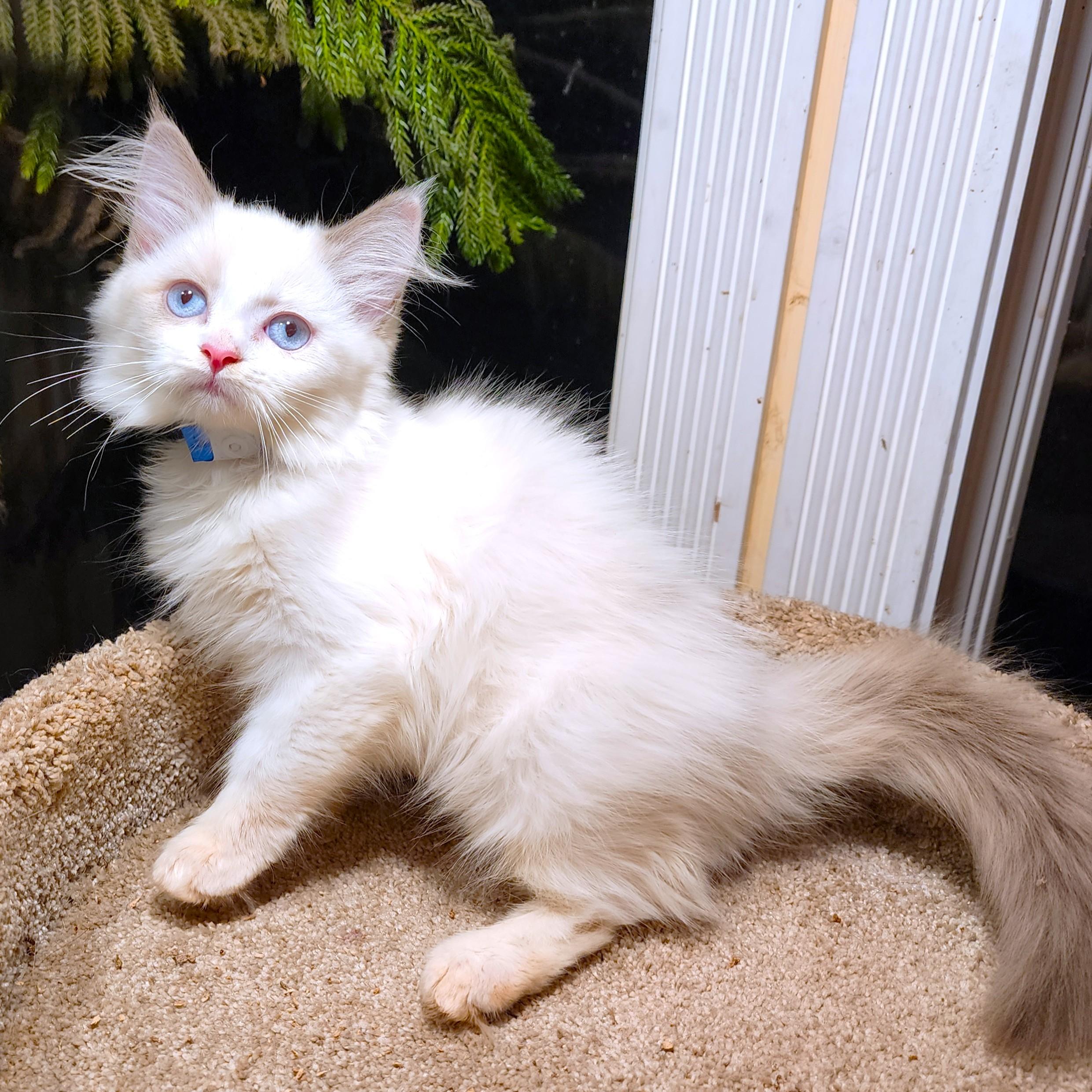 FANTASTIC FETTUCCINE - GORGEOUS RAGDOLL GIRL, Adopted, Kitten Female Ragdoll.
