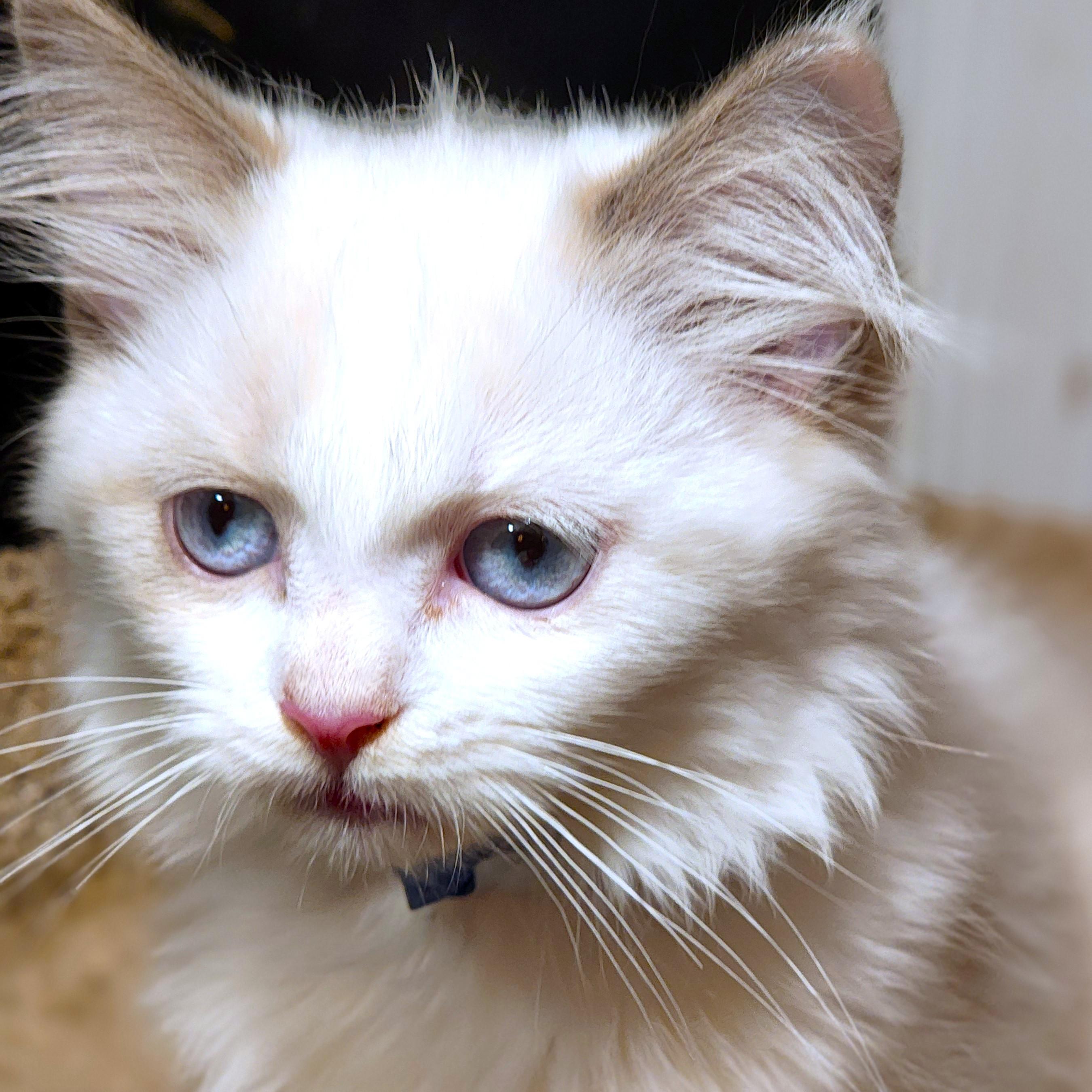 Enlarge FANTASTIC FETTUCCINE - GORGEOUS RAGDOLL GIRL, a Adopted Ragdoll in Danbury, CT image 2/6