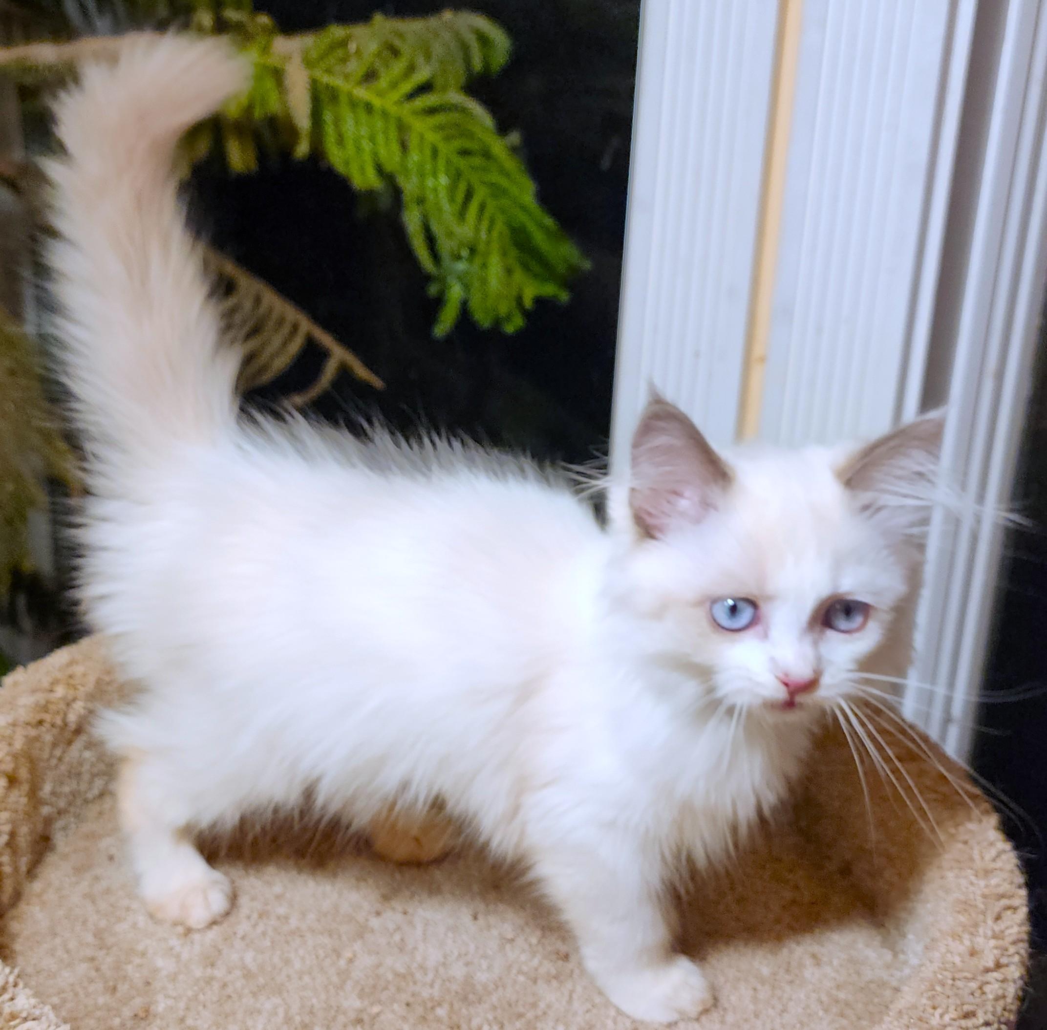 Enlarge FANTASTIC FETTUCCINE - GORGEOUS RAGDOLL GIRL, a Adopted Ragdoll in Danbury, CT image 5/6