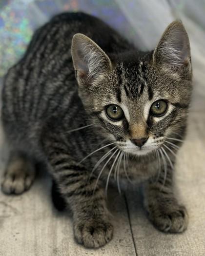 Firecracker, Adoptable, Adult Male Domestic Short Hair & Domestic Short Hair.