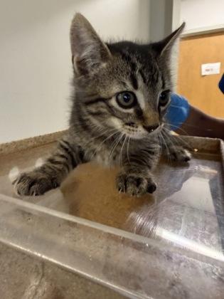 Enlarge Firecracker, a Adoptable mixed breed in Shreveport, LA image 2/2