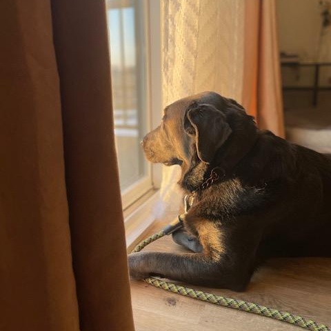 Padfoot, a Adoptable mixed breed in Morden, MB image 2/6