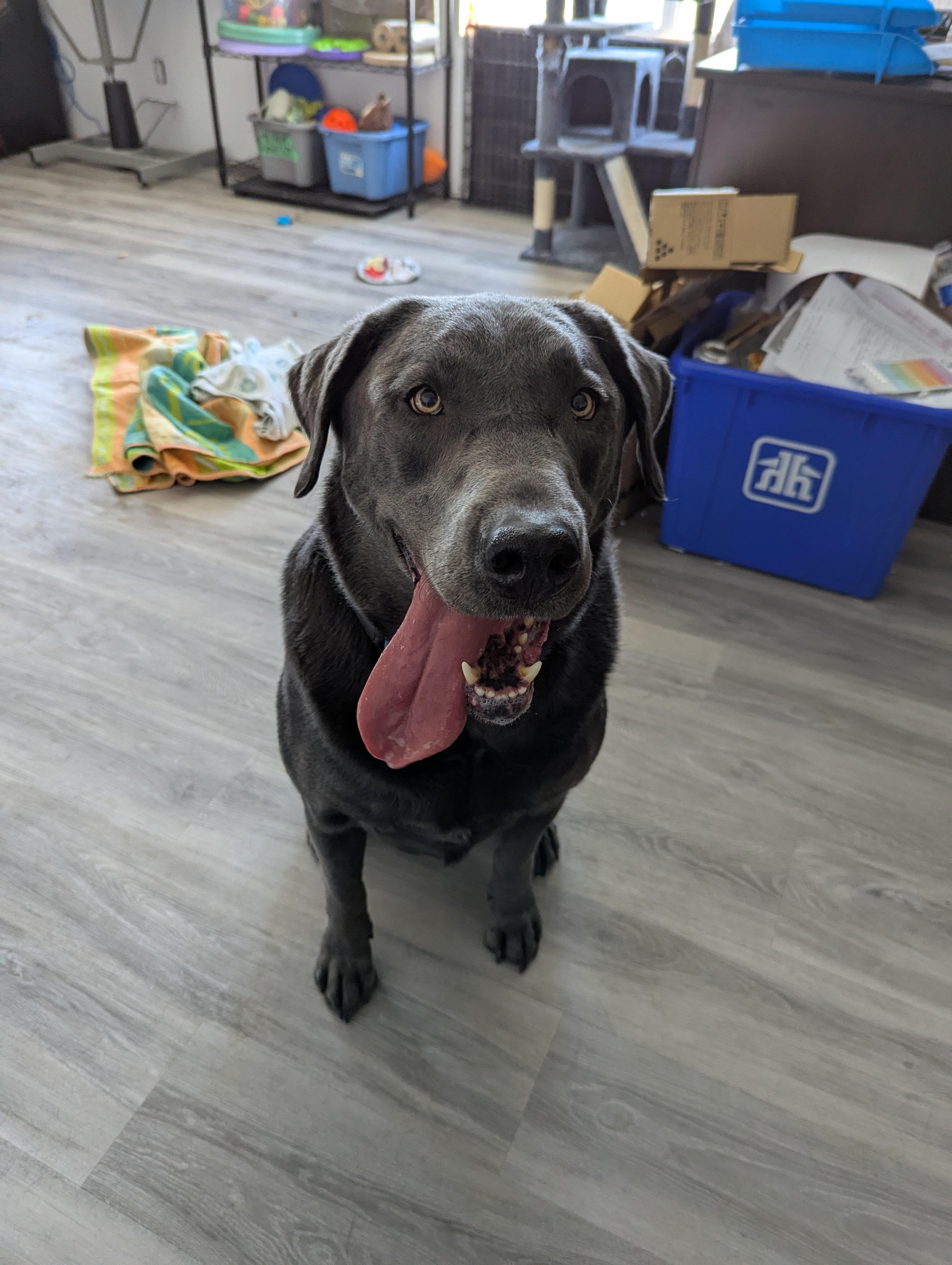 Padfoot, Adult Male Labrador Retriever