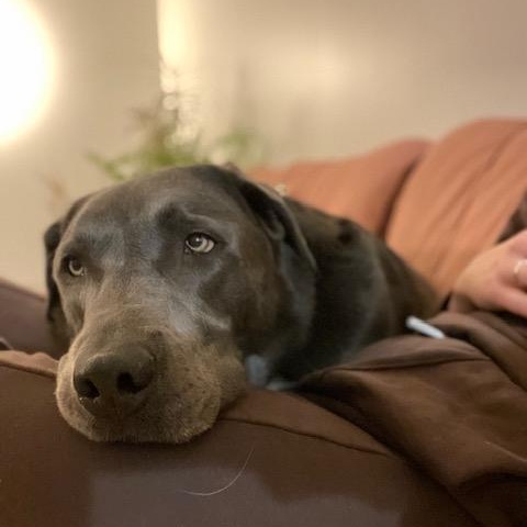 Padfoot, a Adoptable mixed breed in Morden, MB image 3/6