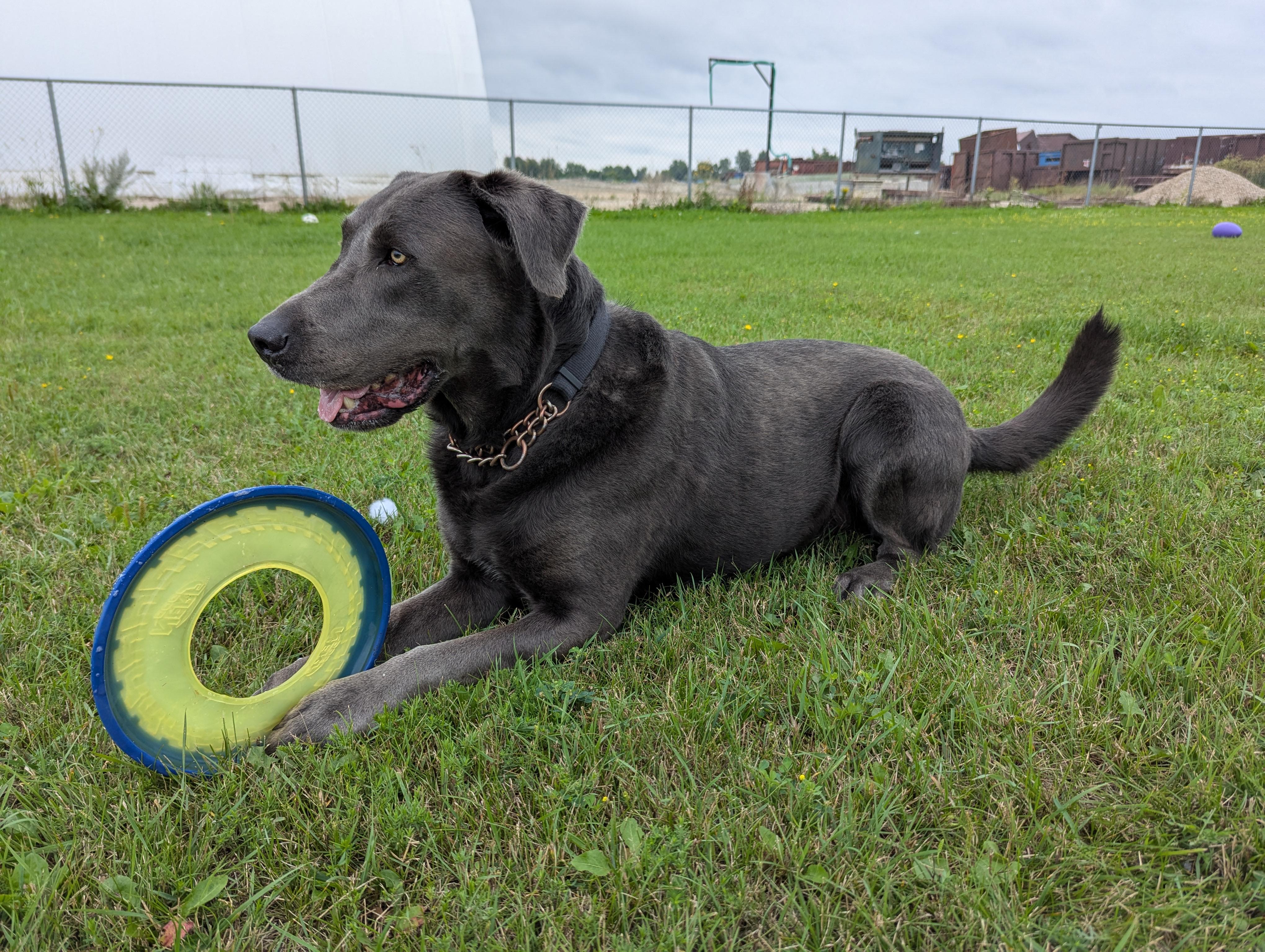 Padfoot, a Adoptable mixed breed in Morden, MB image 5/6