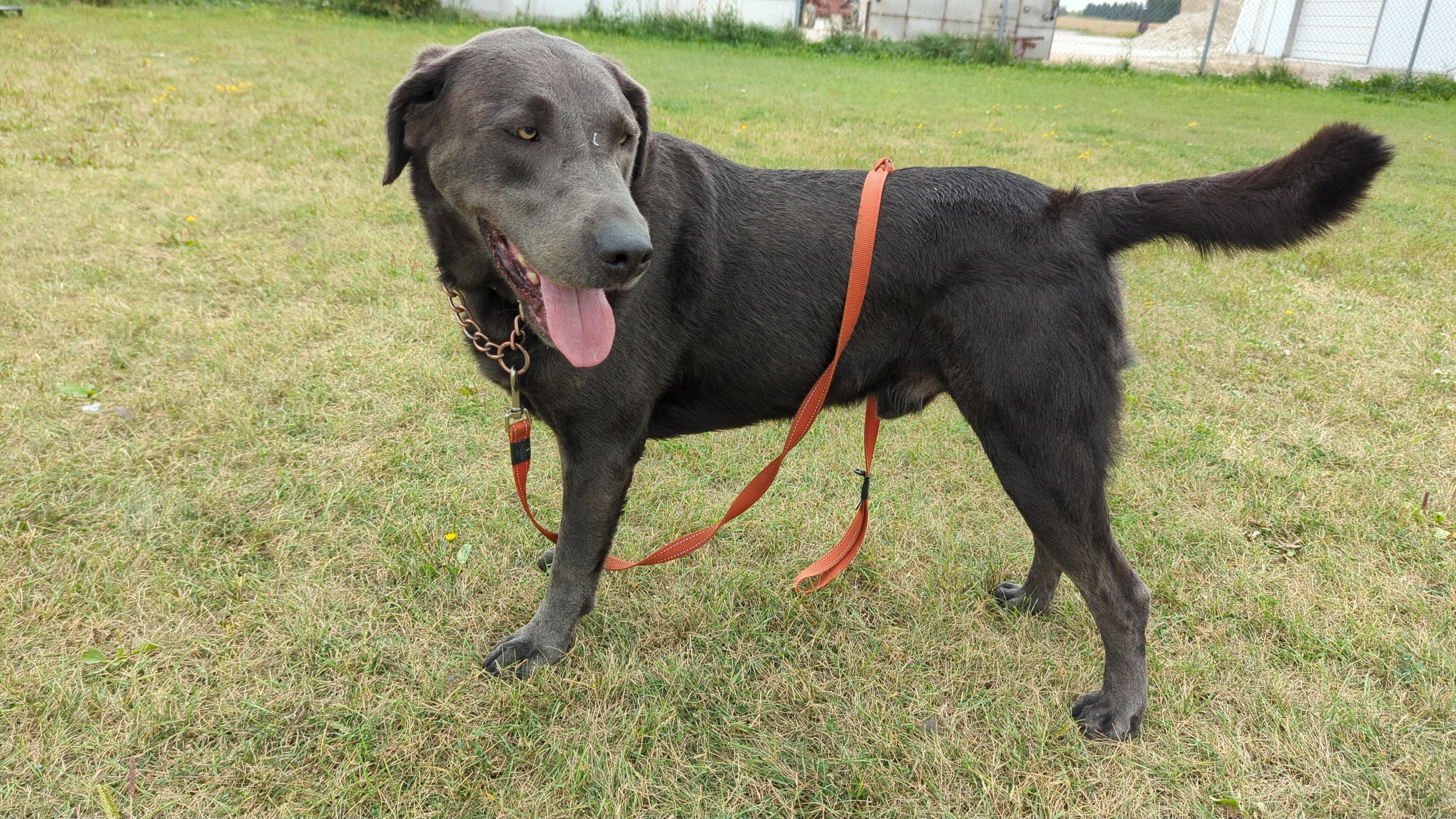 Padfoot, an adoptable Labrador Retriever in Morden, MB, R6M 1Y4 | Photo Image 6