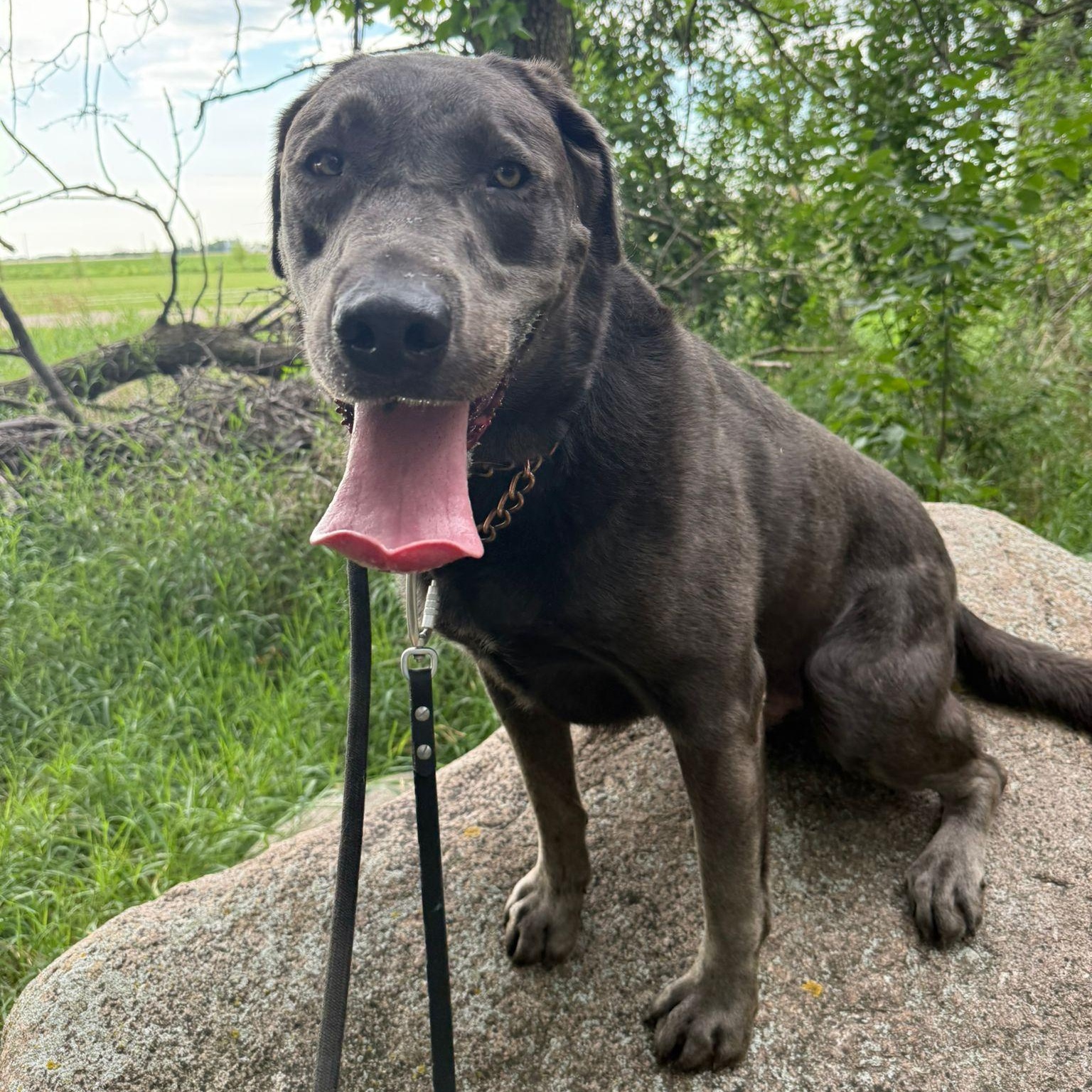 Padfoot, a Adoptable mixed breed in Morden, MB image 4/6