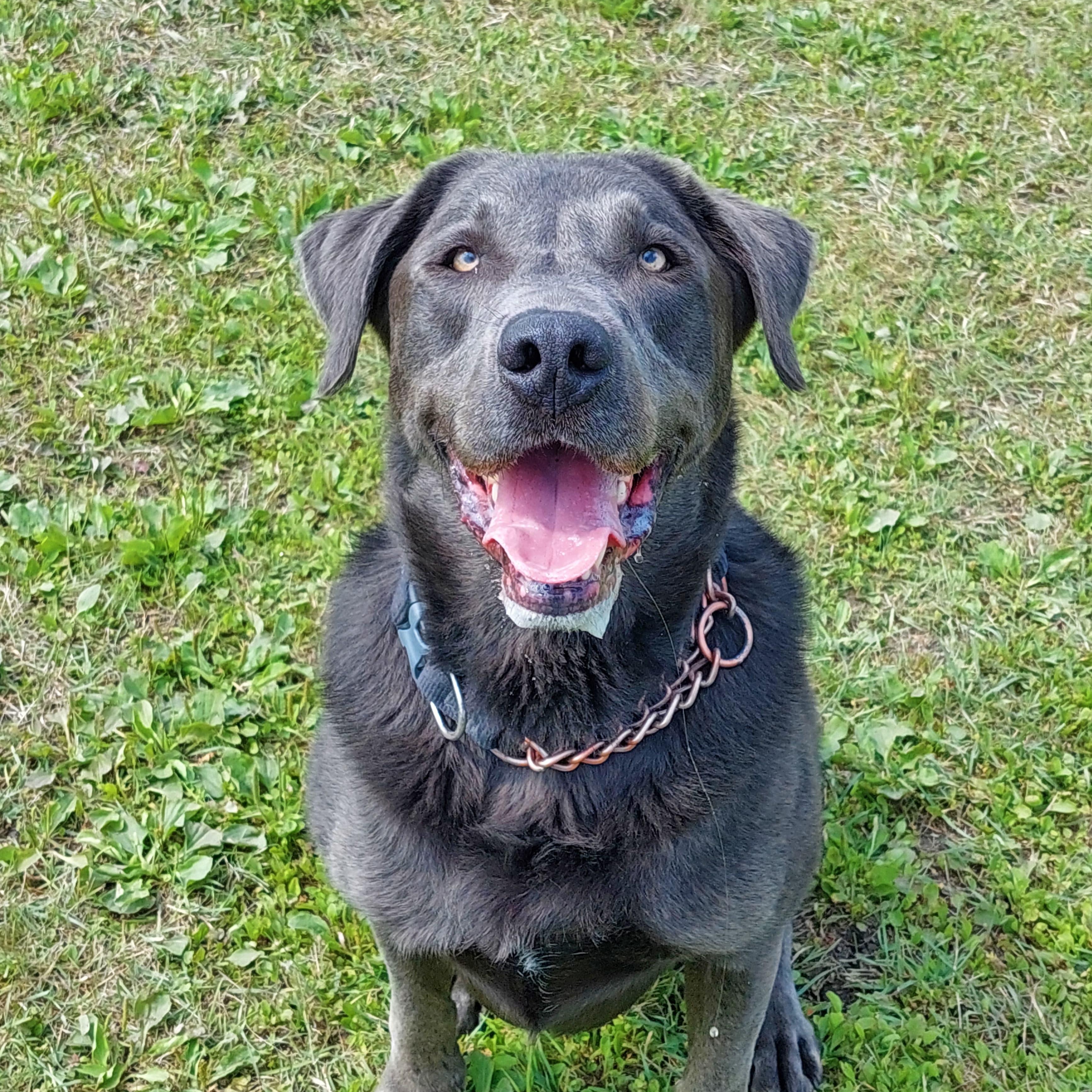 Padfoot, Adoptable, Adult Male Labrador Retriever.