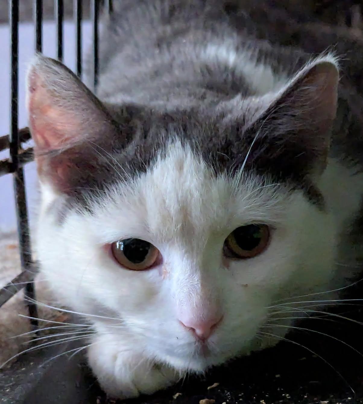 Penelope, Adoptable, Young Female Domestic Short Hair.