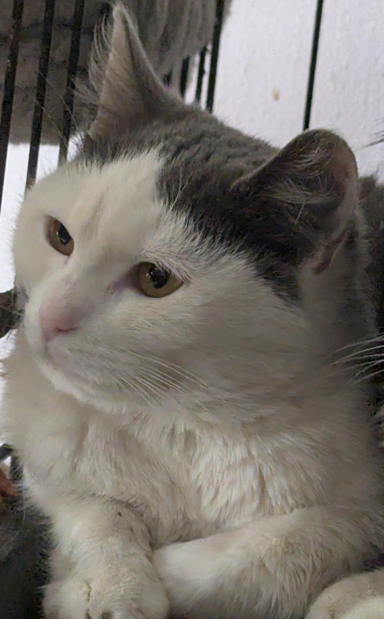 Penelope, a Adoptable Domestic Short Hair in Brooklyn, NY image 2/2