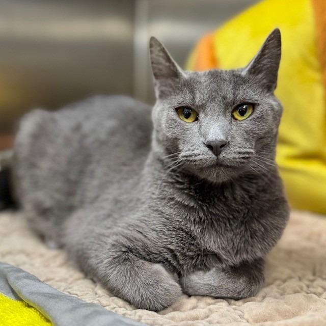 Gucci Flipflop, Adoptable, Adult Female Domestic Short Hair.