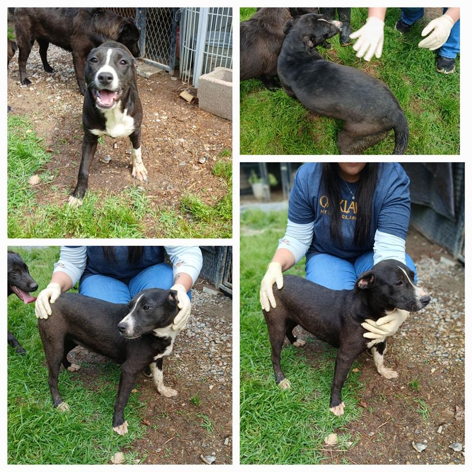 Enlarge Jenny, a Adoptable Pit Bull Terrier in Lonsdale, AR image 1/1