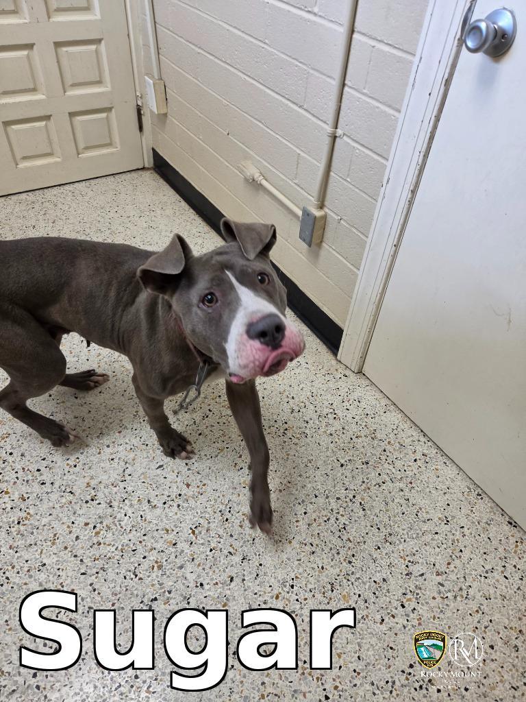 Sugar, Adoptable, Adult Female Pit Bull Terrier.
