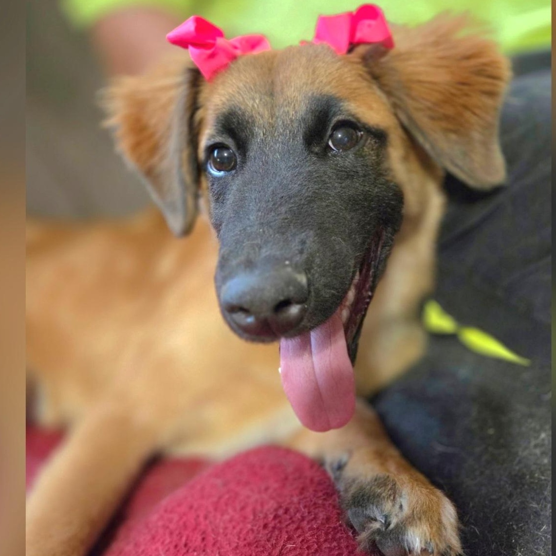 Clover, a Adoptable mixed breed in Jacksonville, FL image 1/6