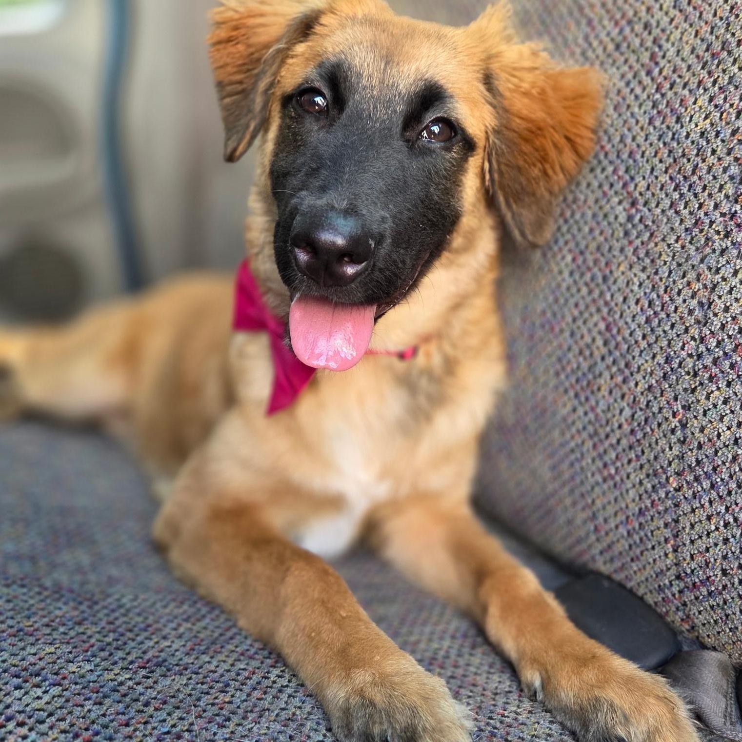 Clover, a Adoptable mixed breed in Jacksonville, FL image 2/6